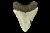 Fossil Megalodon Tooth - North Carolina #124948-2